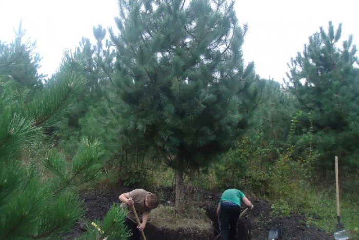 В ЖК "GreenЛандия" пересадили деревья со стройплощадки ЖК "Полюстрово парк"